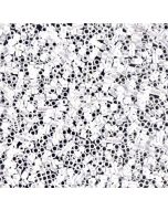 Miyuki Delica 15/0 DBS0201 Opaque White Luster